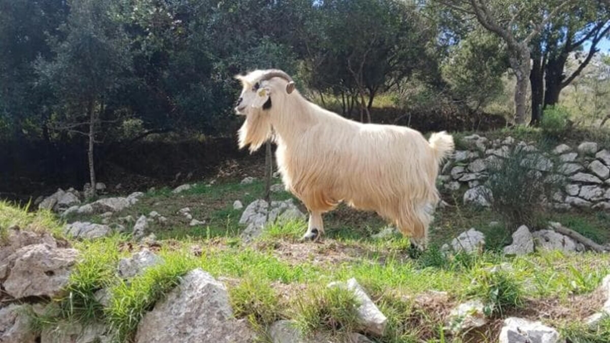 Le caprette di Anacapri andranno ad Agropoli: garantito ricovero e cure