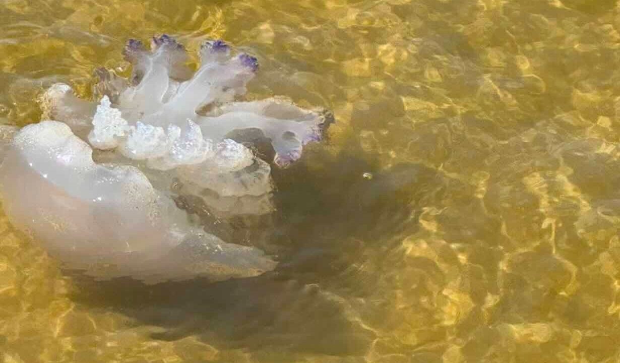 Mare tra Licola e Varcaturo: segnalati cambiamenti allarmanti nella qualità delle acque