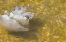 Mare tra Licola e Varcaturo: segnalati cambiamenti allarmanti nella qualità delle acque