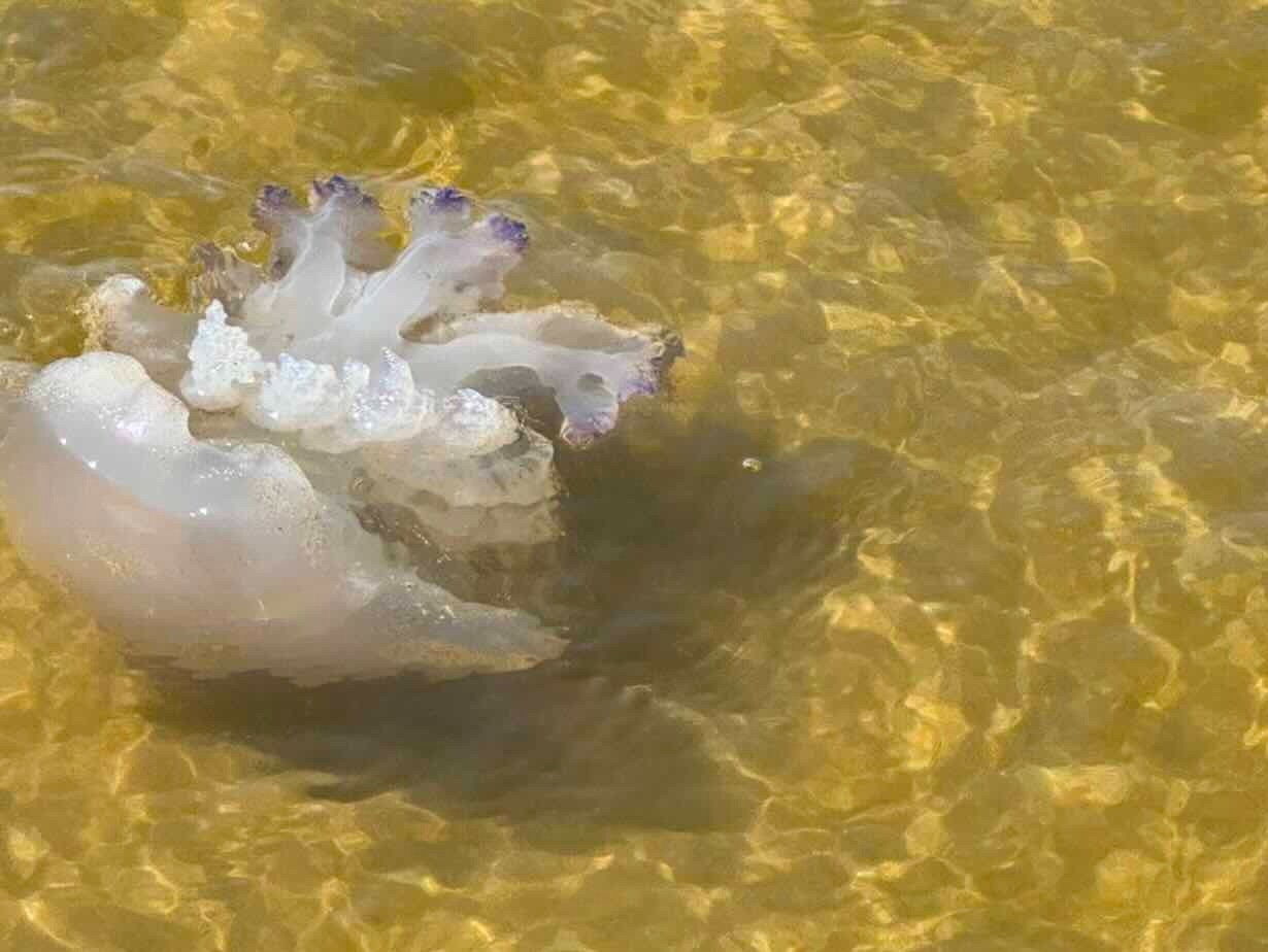 Mare tra Licola e Varcaturo: segnalati cambiamenti allarmanti nella qualità delle acque