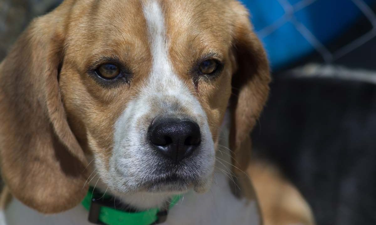 Allerta in Tangenziale: polizia salva beagle abbandonato, ricerche in corso per il proprietario