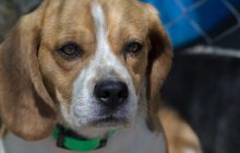 Allerta in Tangenziale: polizia salva beagle abbandonato, ricerche in corso per il proprietario