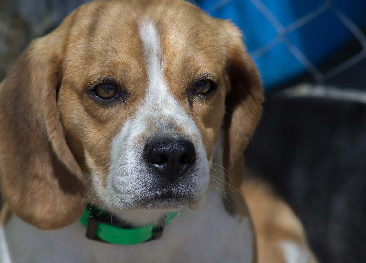 Allerta in Tangenziale: polizia salva beagle abbandonato, ricerche in corso per il proprietario