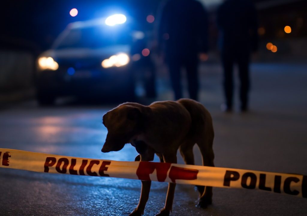Beagle sulla Tangenziale: salvataggio e responsabilità, ora servono soluzioni concrete