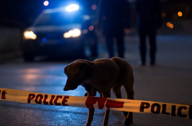 Beagle sulla Tangenziale: salvataggio e responsabilità, ora servono soluzioni concrete
