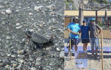 Vietri sul Mare celebra la nascita di 30 tartarughe Caretta Caretta: un successo per la comunità e l’ambiente marino