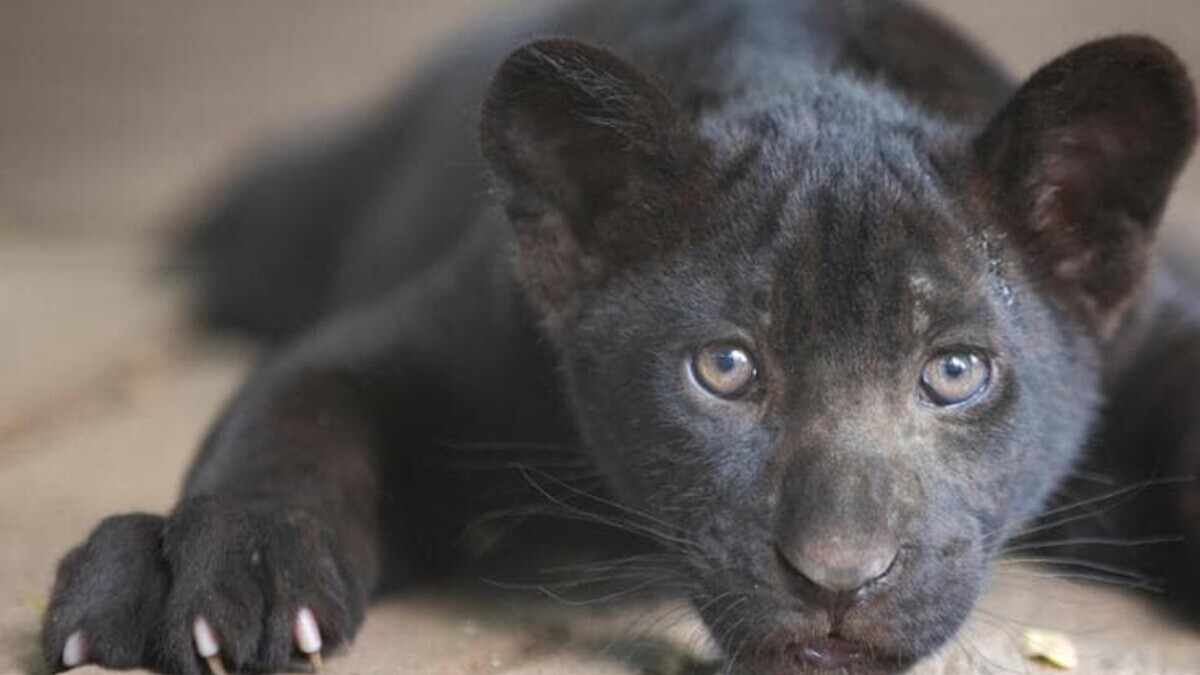 Parthenope allo Zoo: la guida pratica per le famiglie che vogliono vederla