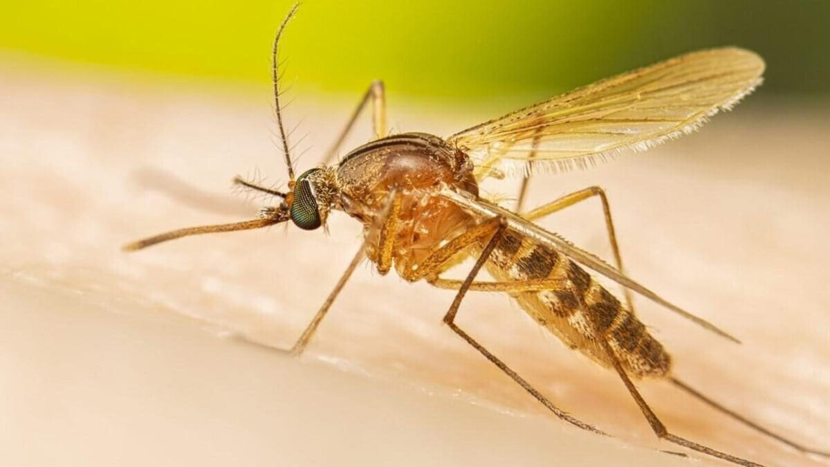 Primo caso di West Nile in Campania: il 70enne di Grazzanise e la richiesta di chiarezza