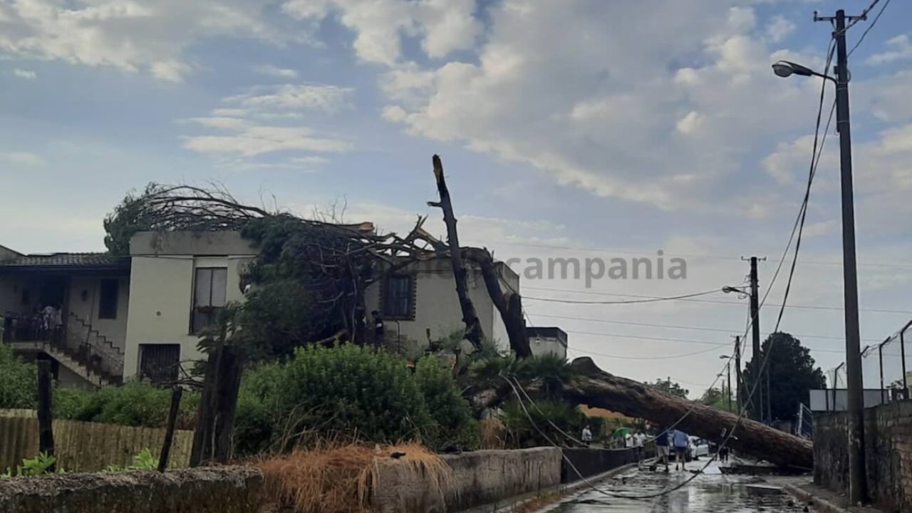 Scafati, alberi a rischio: famiglia bloccata in casa dopo la caduta di un pino