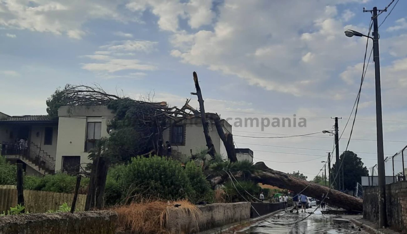 Scafati, alberi a rischio: famiglia bloccata in casa dopo la caduta di un pino
