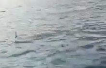 Squalo blu avvistato nelle acque di Amalfi: il filmato conquista il web