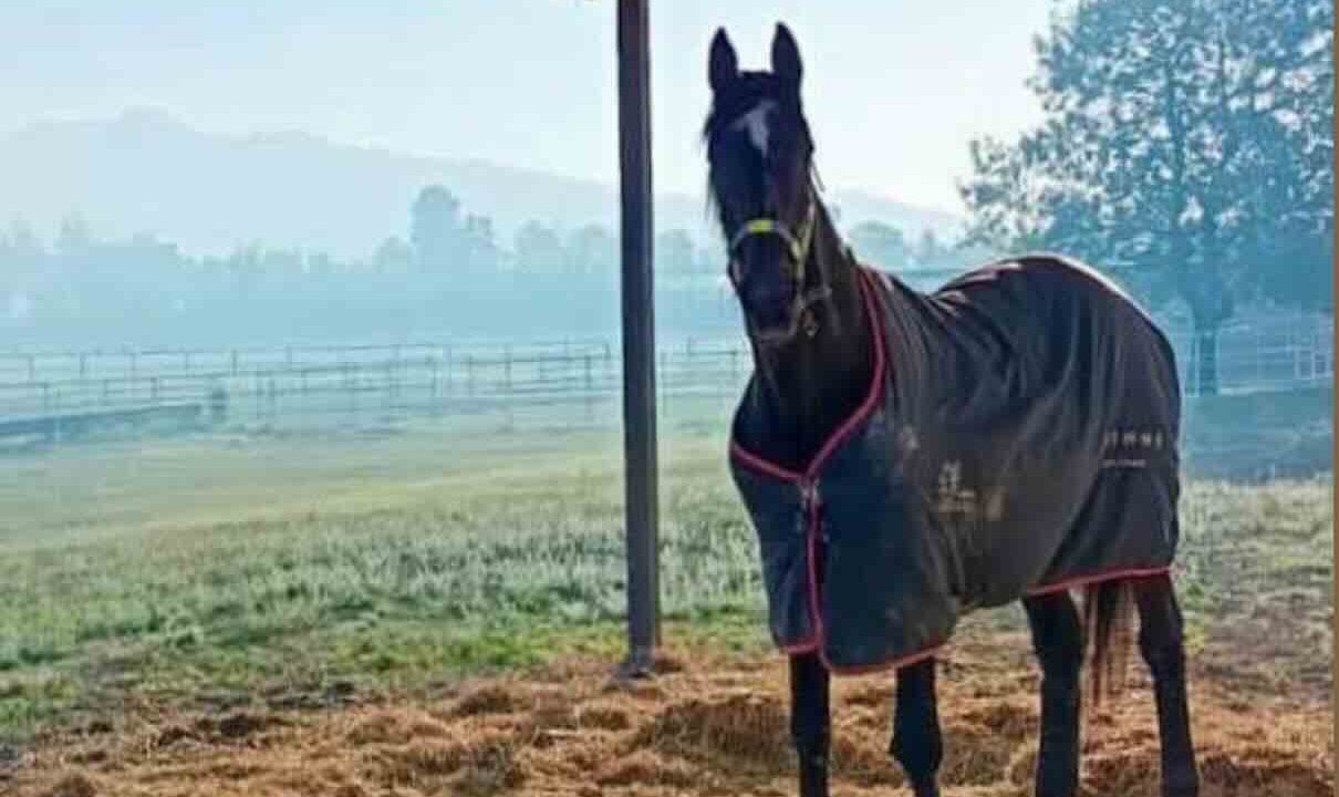 Eboli celebra la leggenda Varenne: il cavallo icona del trotto trova riposo nell’allevamento LJ con un memoriale aperto al pubblico.