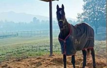 Eboli celebra la leggenda Varenne: il cavallo icona del trotto trova riposo nell’allevamento LJ con un memoriale aperto al pubblico.