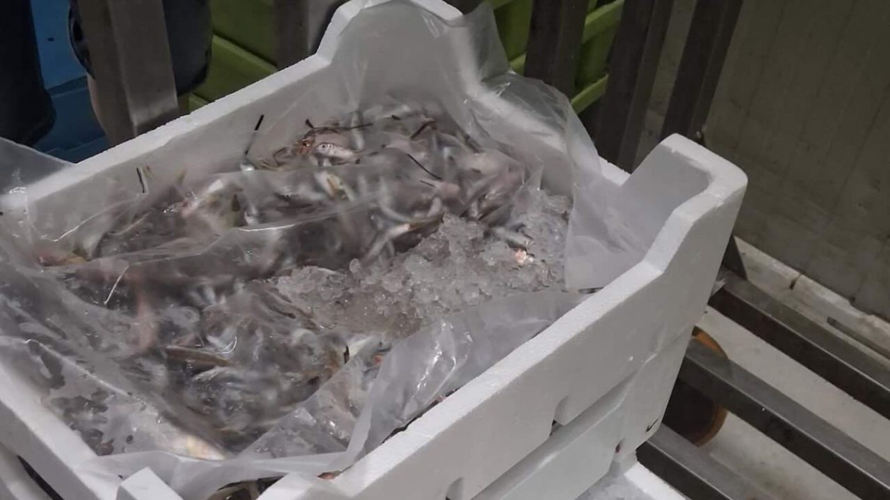 Controllo della Guardia Costiera a Volla: 516 kg di pesce privo di etichetta nel mercato all’ingrosso, irregolarità accertate.
