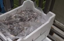 Controllo della Guardia Costiera a Volla: 516 kg di pesce privo di etichetta nel mercato all’ingrosso, irregolarità accertate.