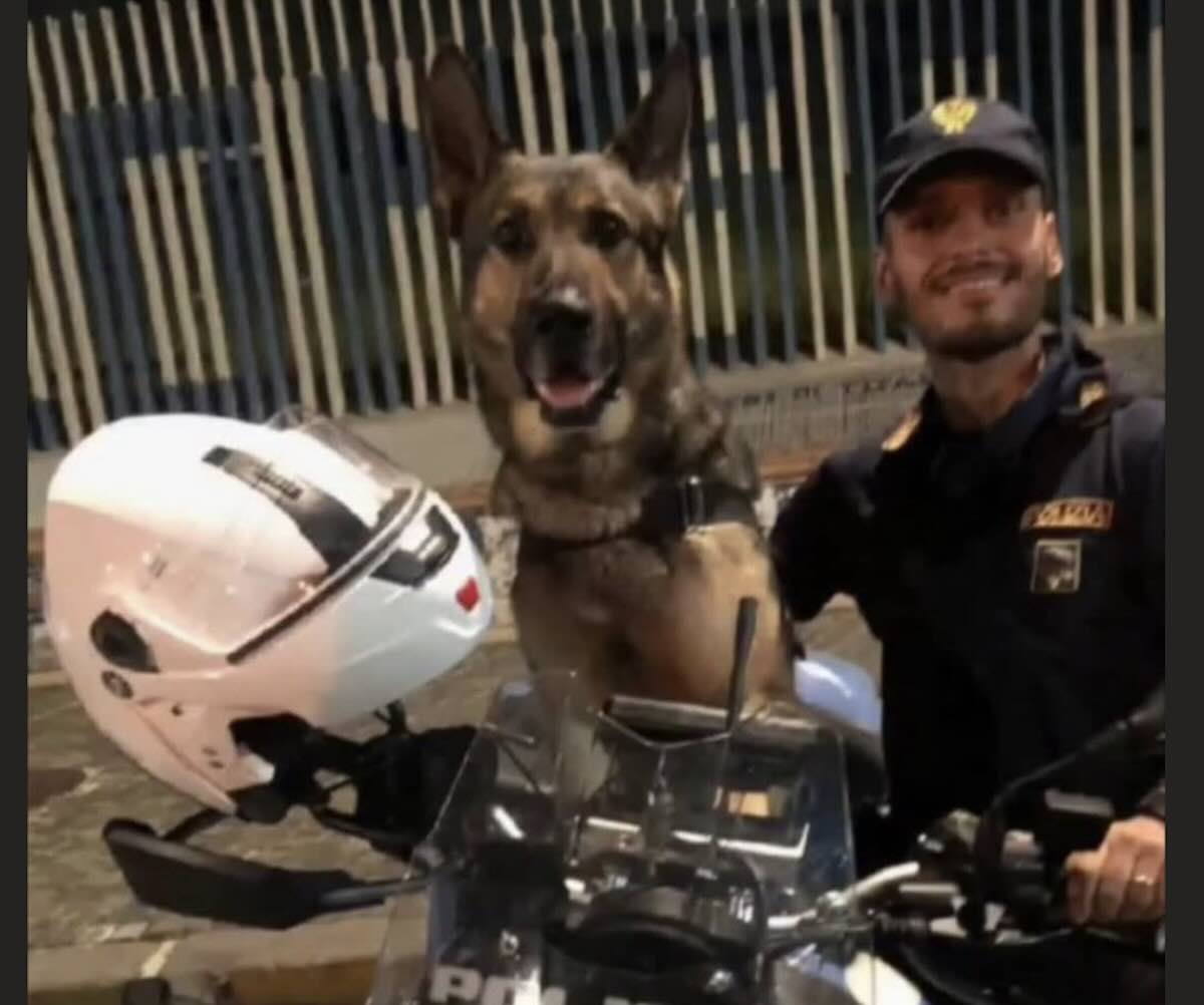 Napoli in lutto per Cash, il pastore tedesco che ha affiancato la polizia in battaglie di giustizia