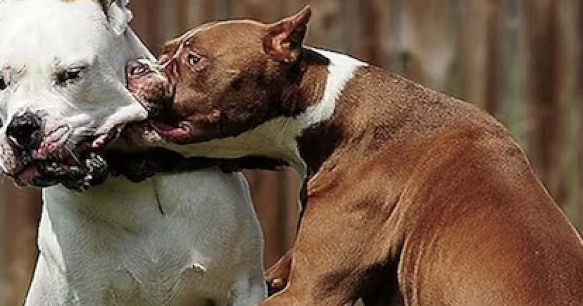 Combattimenti clandestini di pitbull: smantellata banda tra Sicilia e Campania, sei indagati per maltrattamento degli animali