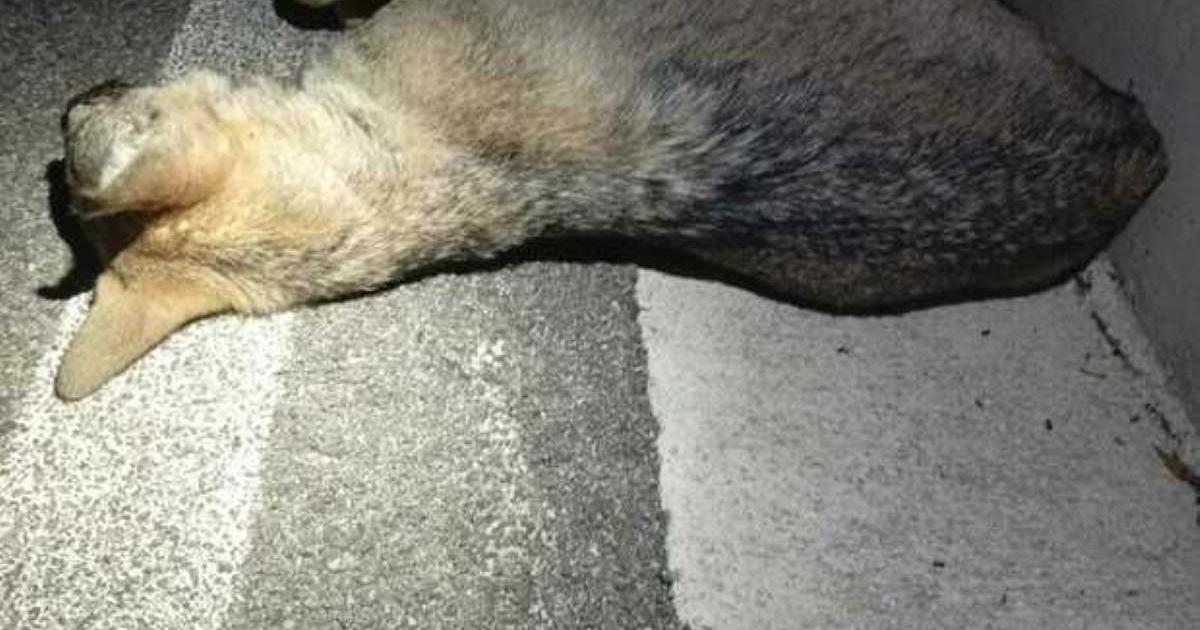 Cilento: lupa femmina investita tra Gioi e Omignano, intervento di Guardia Agroforestale Italiana e Carabinieri Forestali