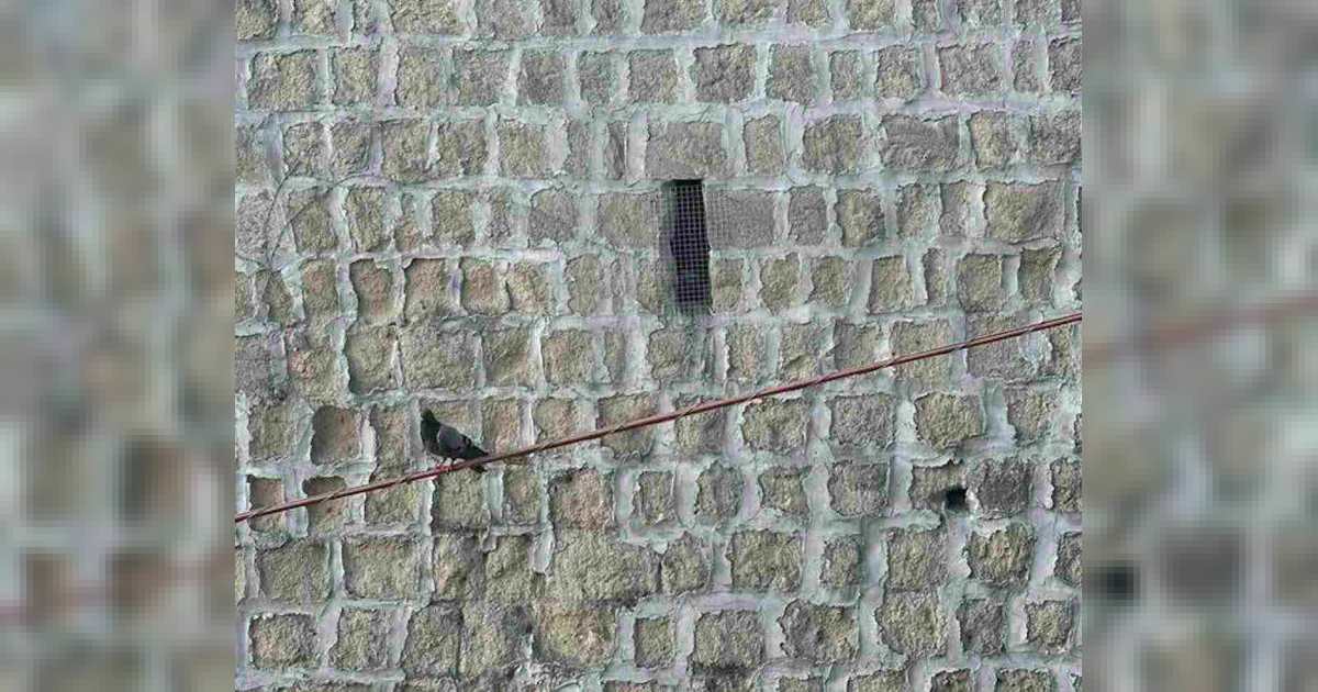 Napoli, via Pacuvio: reti private intrappolano volatili, Municipalità 1 al lavoro per salvarli