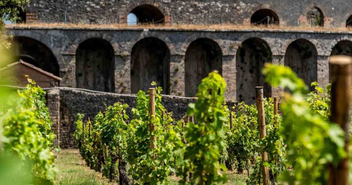 Vendemmia tra le Domus del Parco di Pompei: Festa del Vino tra ricerca, didattica e degustazioni