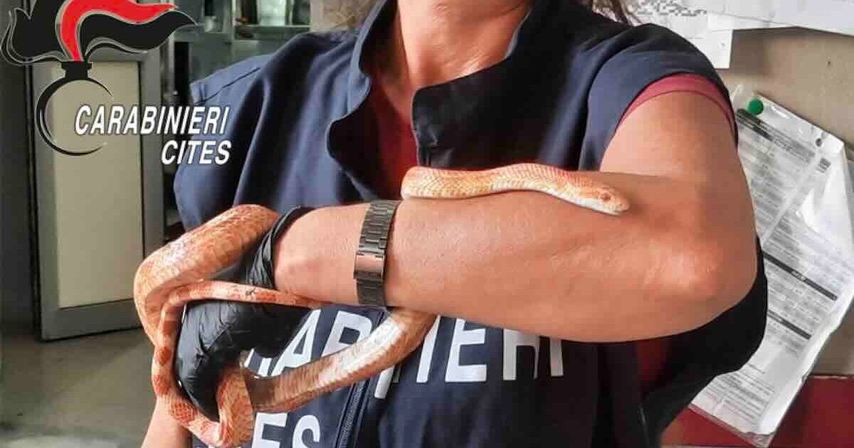 Santa Maria la Carità: serpente esotico abbandonato in strada, sequestro e indagini sui responsabili