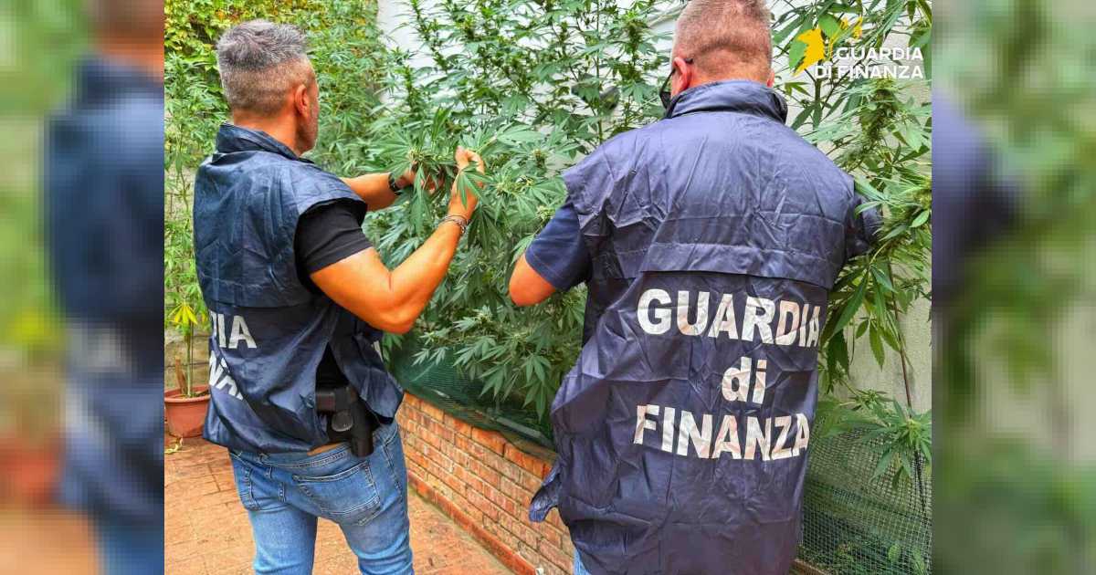 Benevento: 26 piante di marijuana nel giardino di un’abitazione al centro, arrestato un uomo; cocaina e armi sequestrate