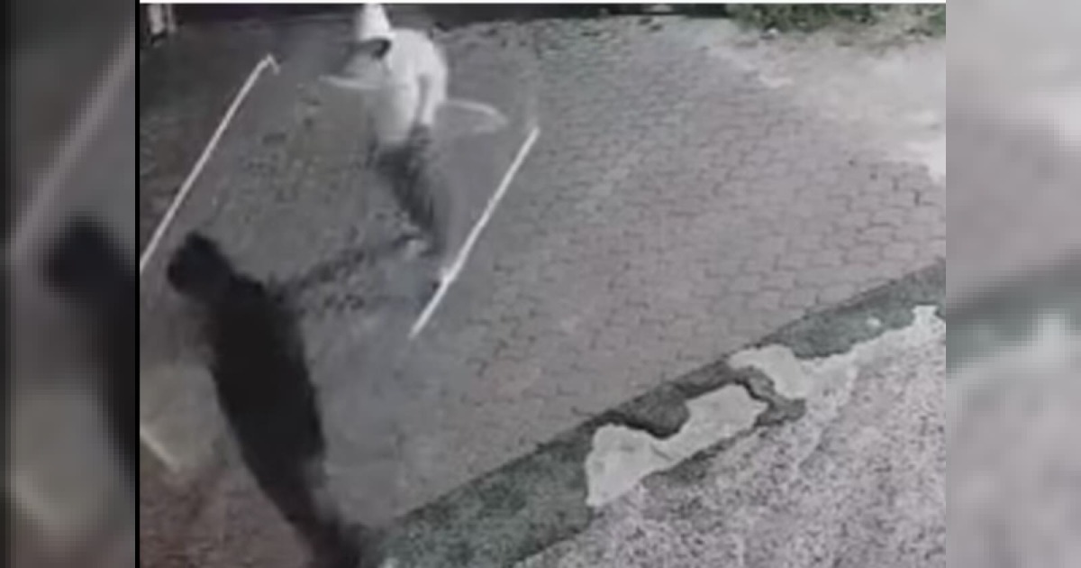 Avellino: quattro arresti di cittadini albanesi in operazione contro una rete di furti in appartamenti operante su otto province