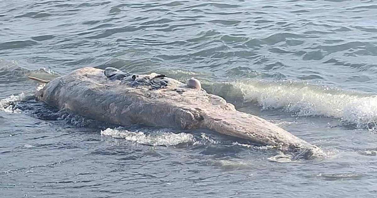 Torre del Greco: carcassa di un cetaceo rinvenuta sulla spiaggia, avviate le indagini per le cause della morte