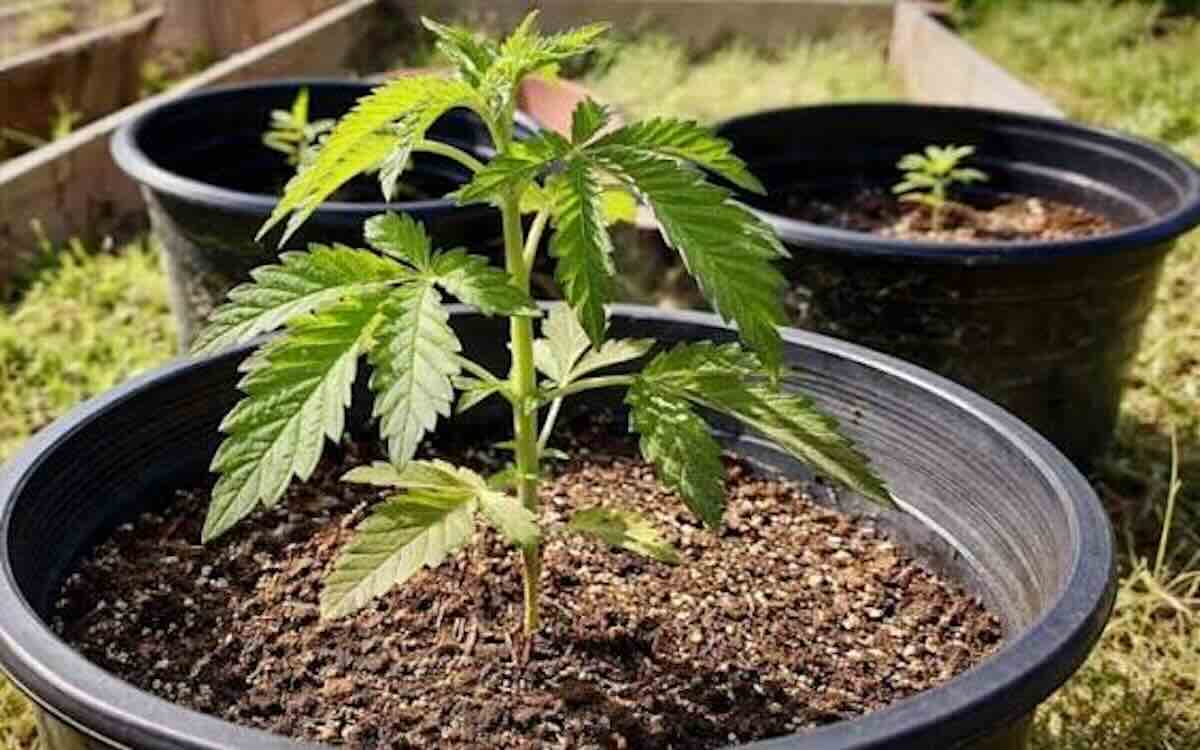 Controllo dei Carabinieri a Vico Equense: arrestato un 32enne e denunciato un 33enne per coltivazione di marijuana nel territorio rurale.