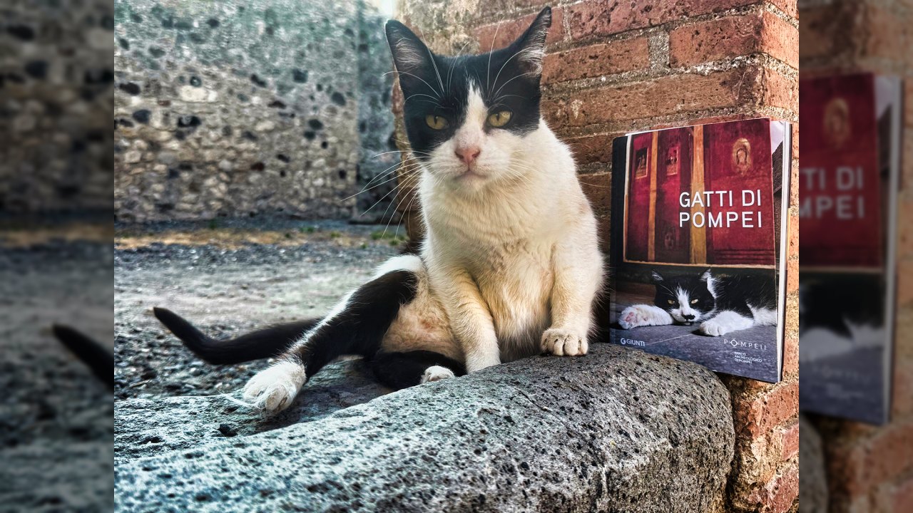 Pompei: un libro celebra la colonia felina del Parco Archeologico tra cura, sterilizzazione e adozioni