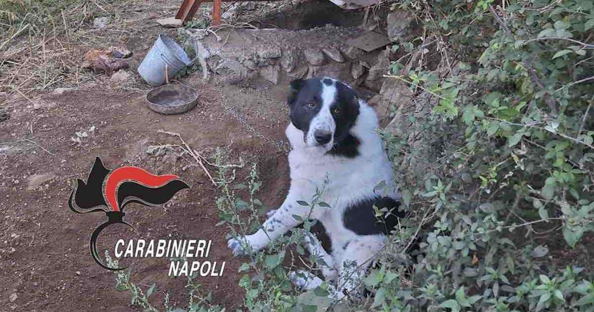 Intervento dei carabinieri ad Agerola: cani legati e mutilati, denunciato 52enne per maltrattamento di animali