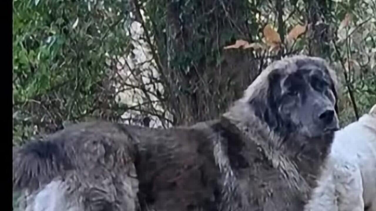 Avellino, cane ucciso: le autorità chiedono collaborazione ai cittadini per far luce sul caso