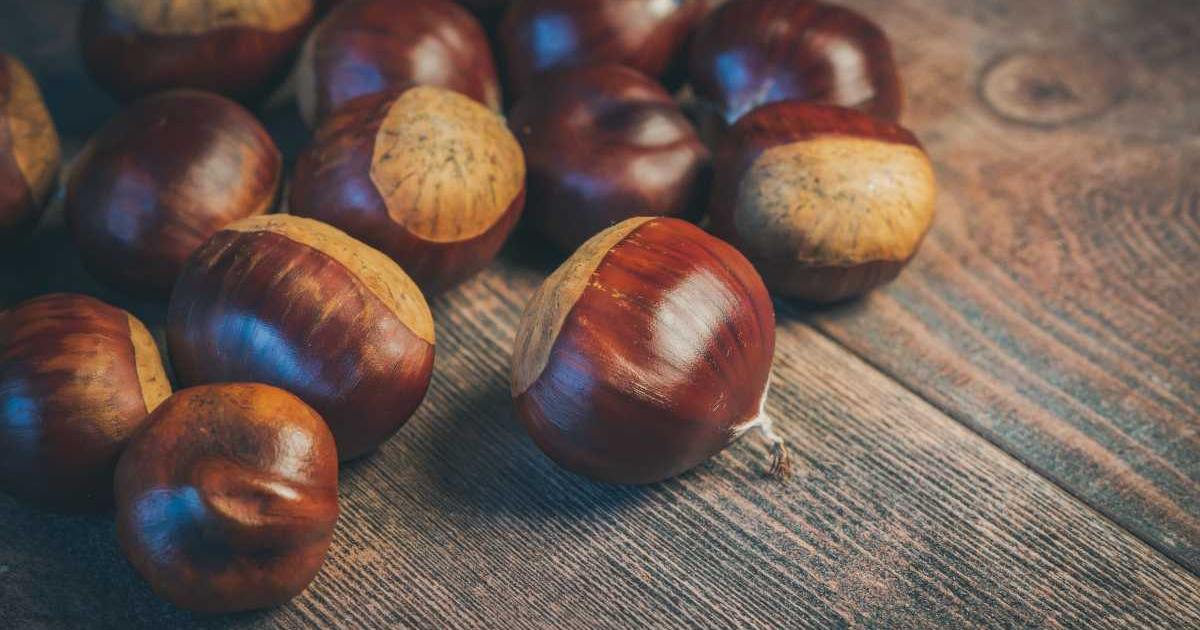 Autunno in Campania: Cusano Mutri celebra i funghi, Roccamonfina esalta castagne e porcini