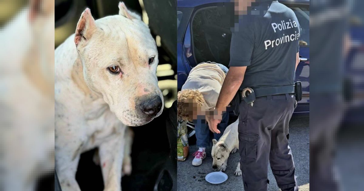 Marcianise: pitbull recuperato in strada, proprietario denunciato per maltrattamento