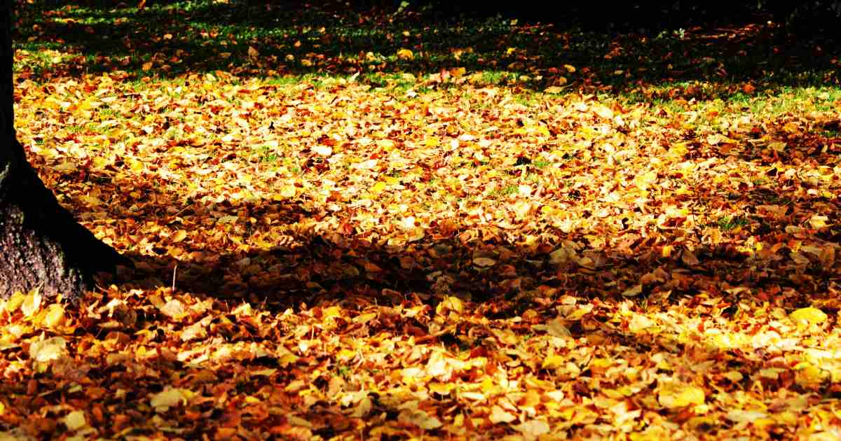 Ottobre in Campania: Open House Napoli e Gran Ballo a Corte a Caserta aprono il calendario di cultura e sagre