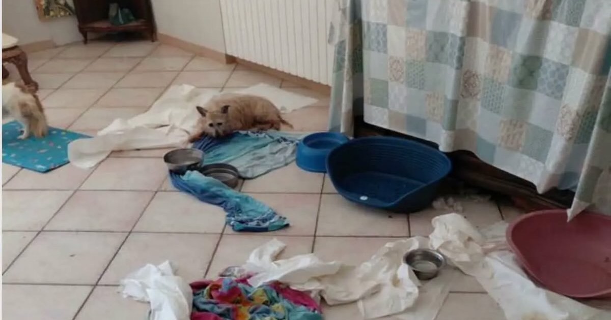 Salerno, canile abusivo in casa privata: 41 cani trovati e sequestro parziale dell’immobile