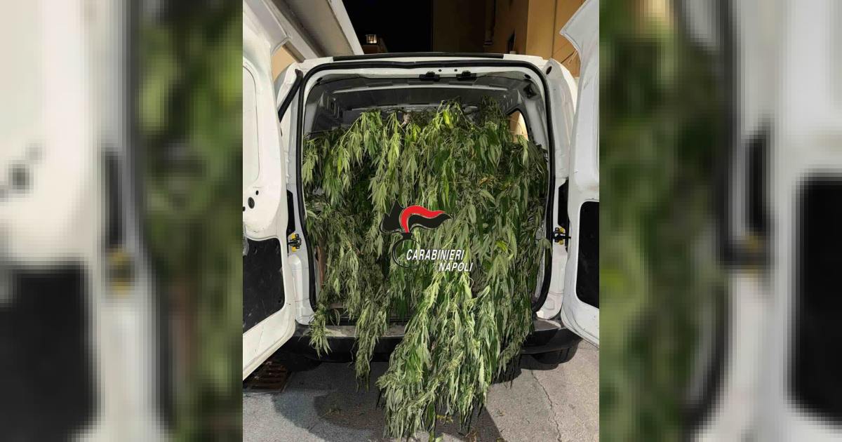 Torre Annunziata: Carabinieri scoprono cannabis in via Cavour; 9 piante e 724 g sequestrati, arrestato 41enne